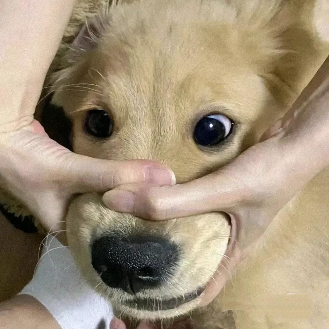 东北人统治全世界