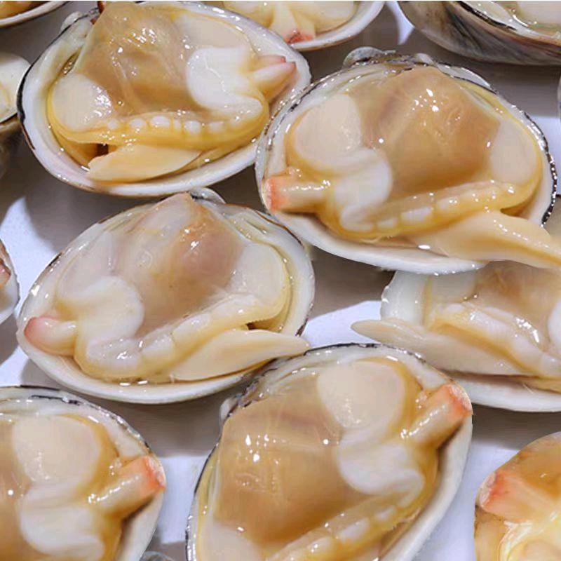 北黄海贝类源头工厂店