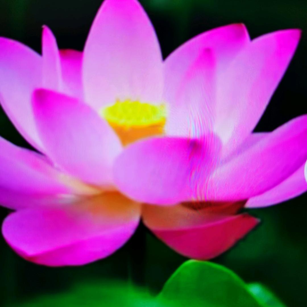 百荷花