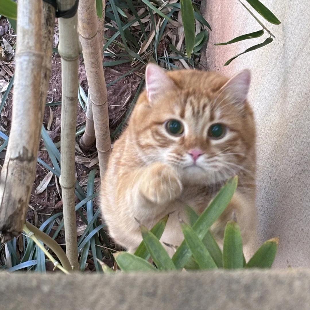 hhappy猫