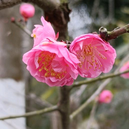 朵朵红梅