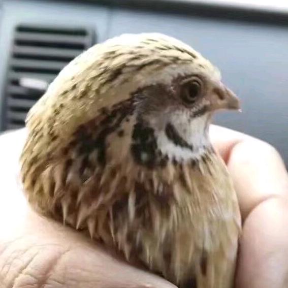 鹌鹑  串子  人工孵化