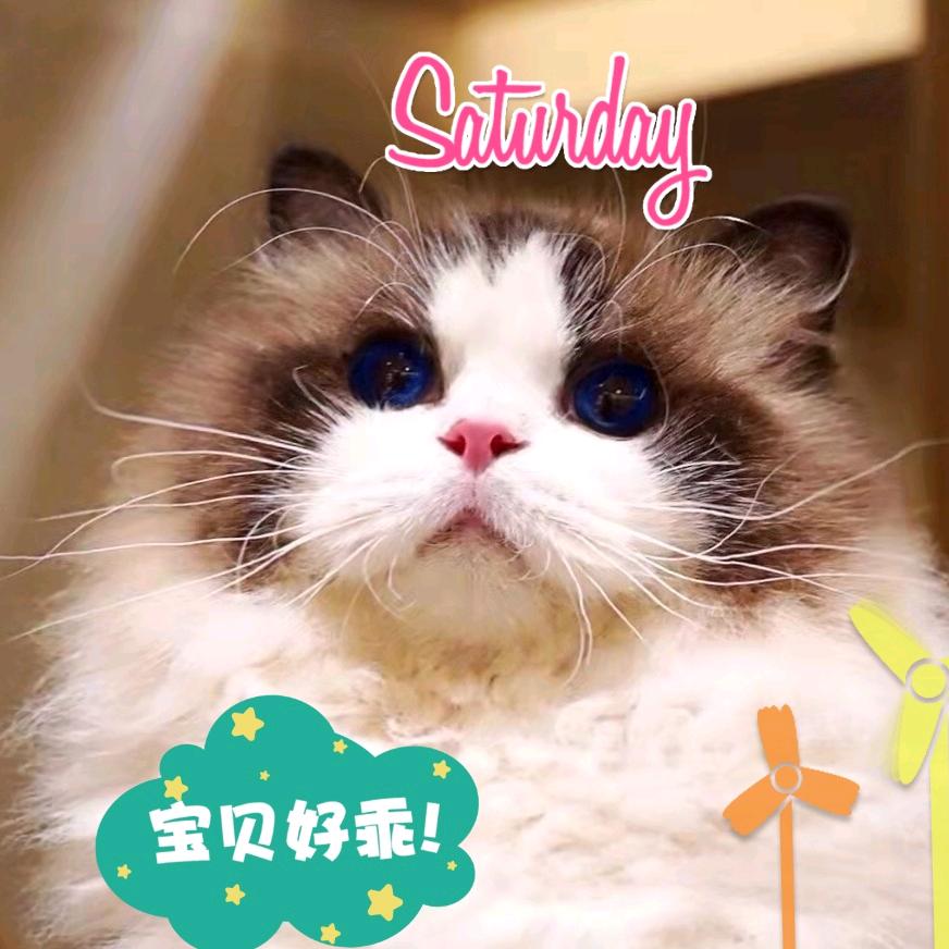 宁波理想布偶猫舍