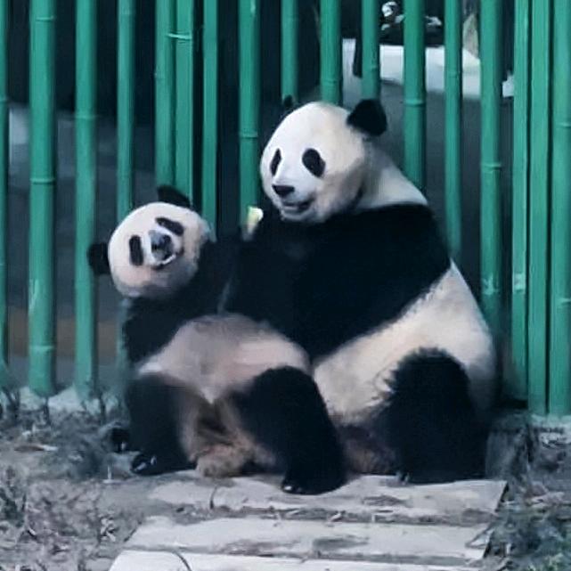 熊猫咪咪🐼