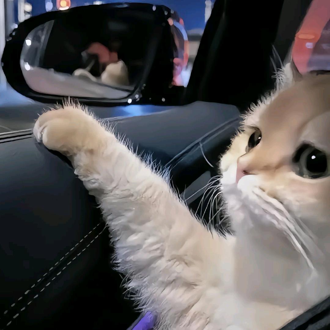 大笨蛋不懂love