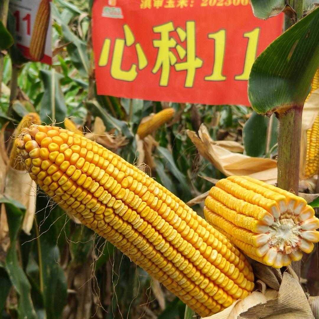 小黄小黄   注定辉煌