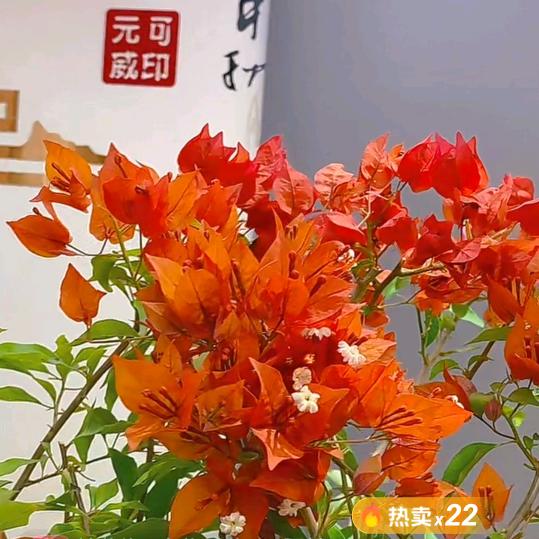 黄🌺菜