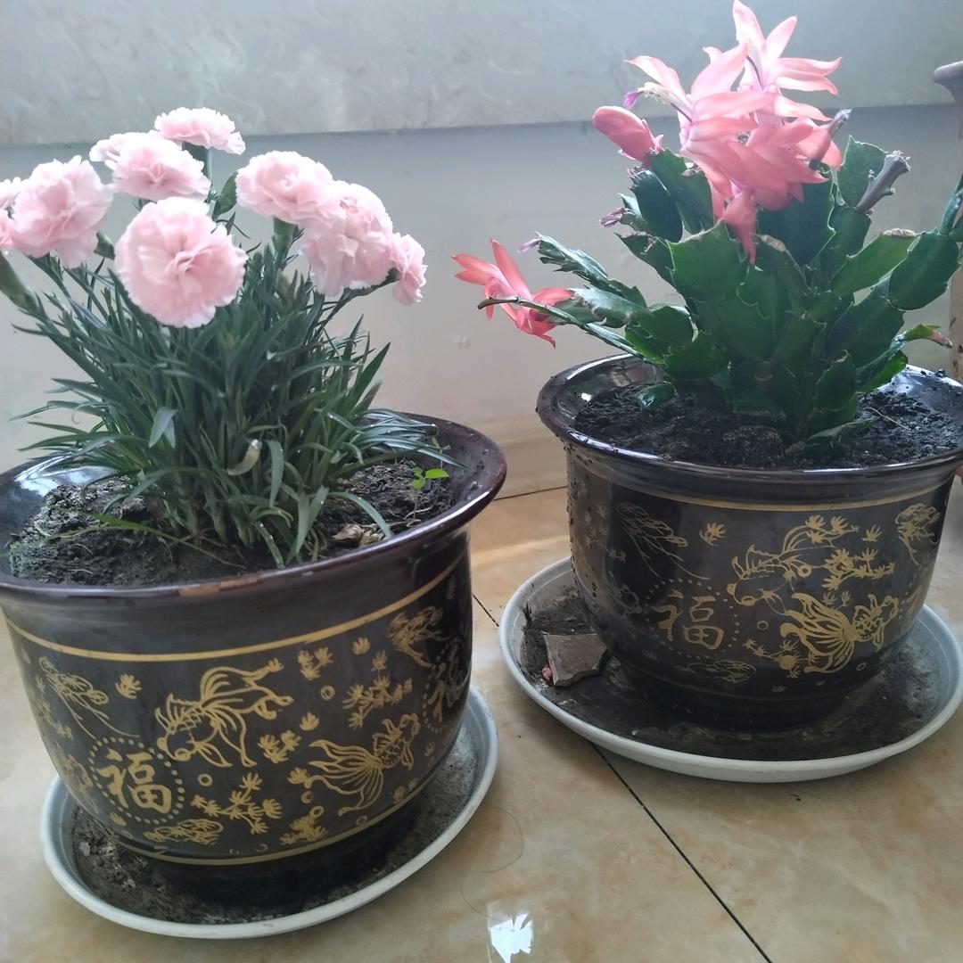 李沛宸