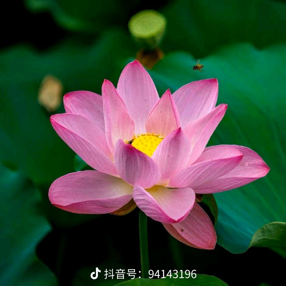 两个宝贝的奶奶#