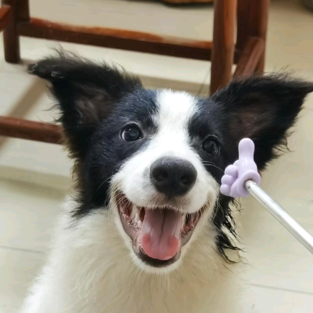 馨心家的狗子🐶