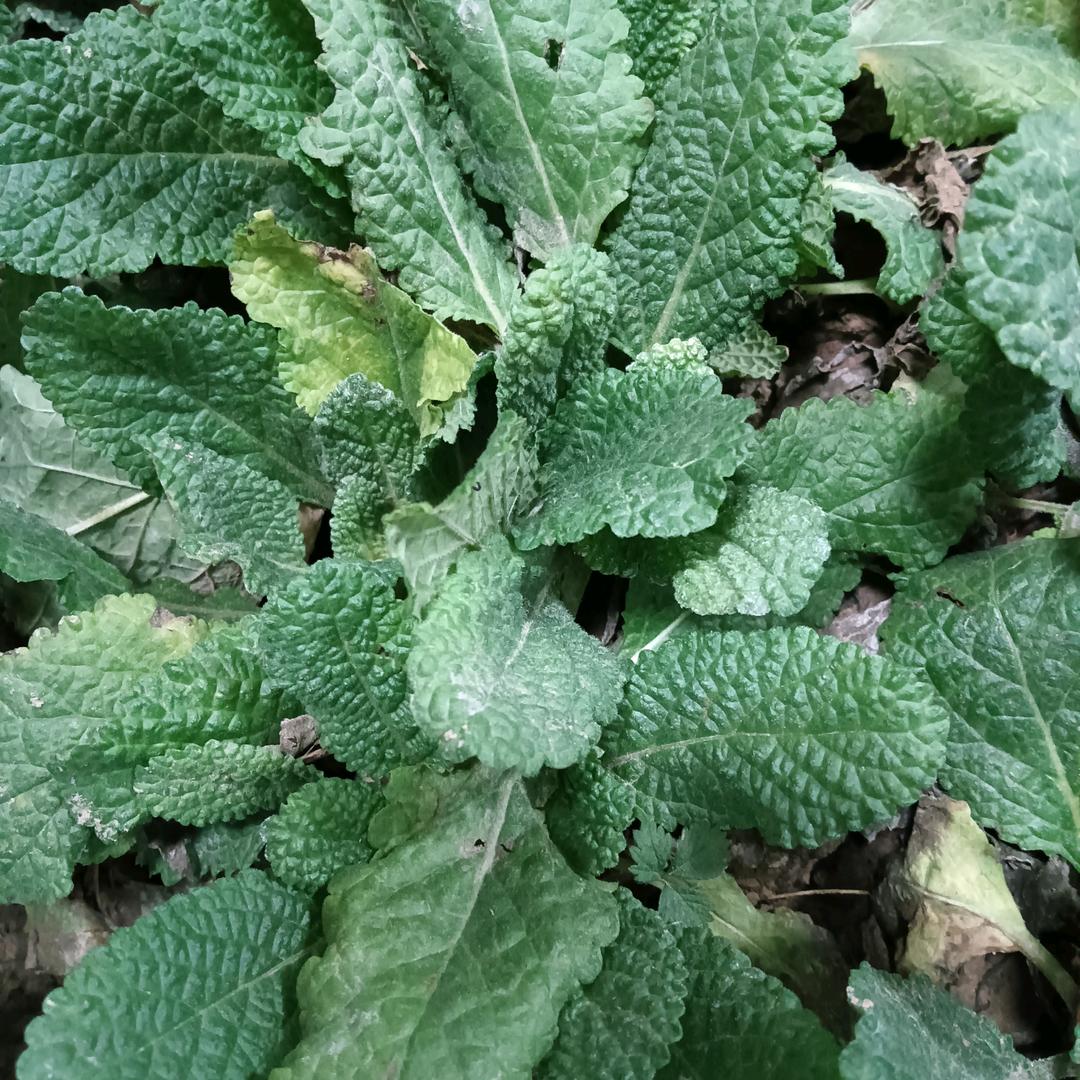 老吴百草分享