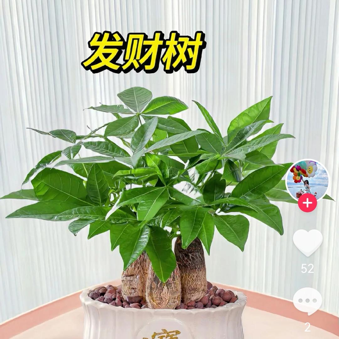 好运来吧，