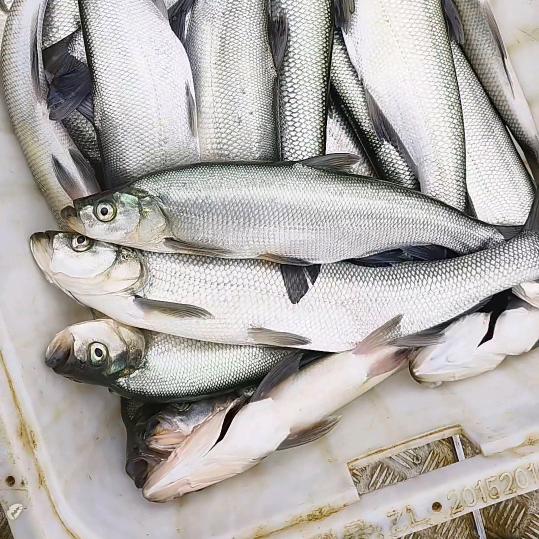 正红渔业·翘嘴鱼专业供应商