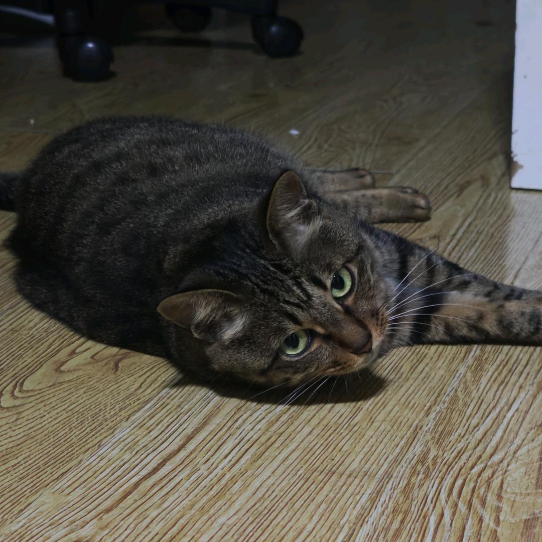 懒猫要早起©