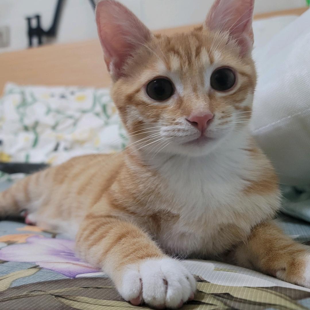 一条小哈鱼