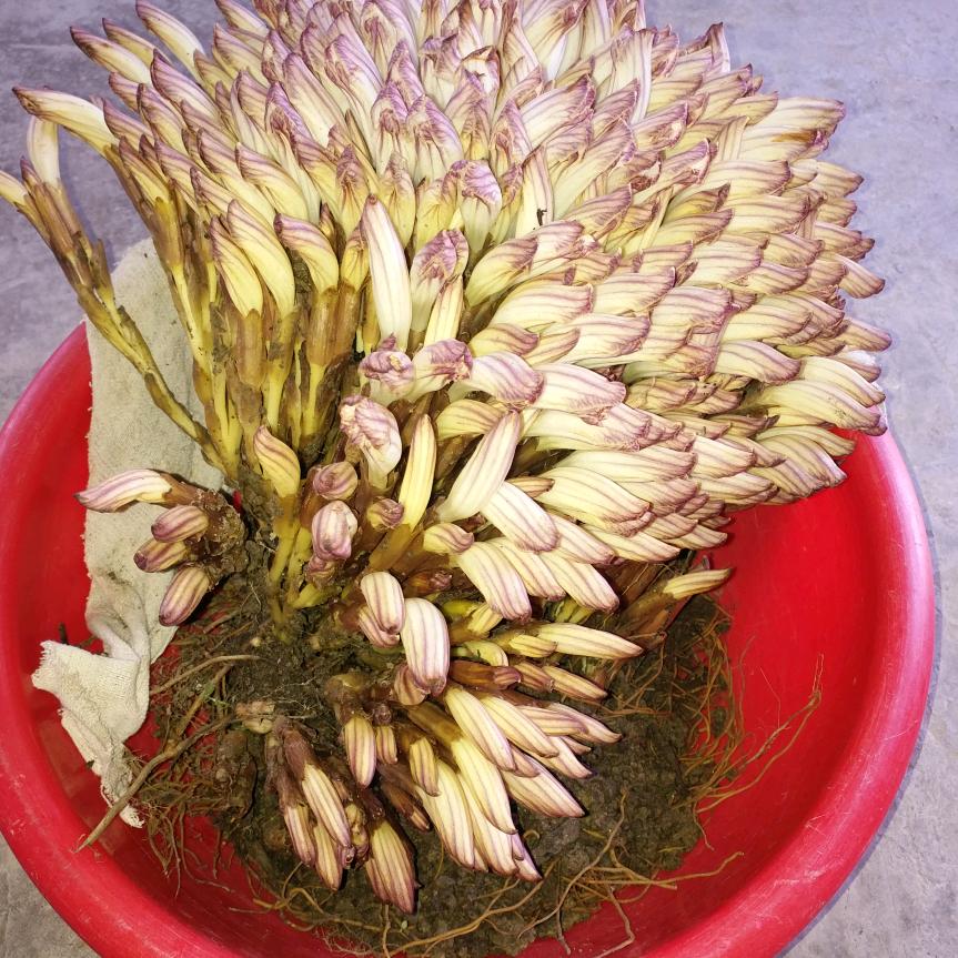 红尘浪子