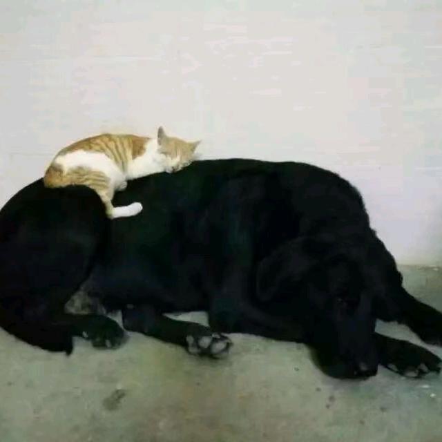 柬埔寨^O^杰少☞无情道⊙▽⊙