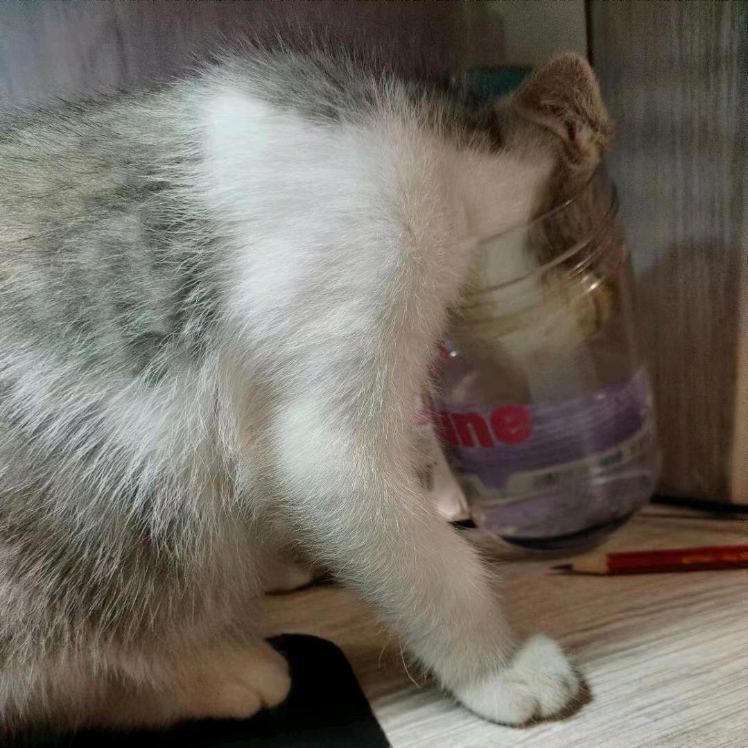 你7不7橘子