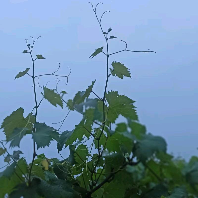 唯美