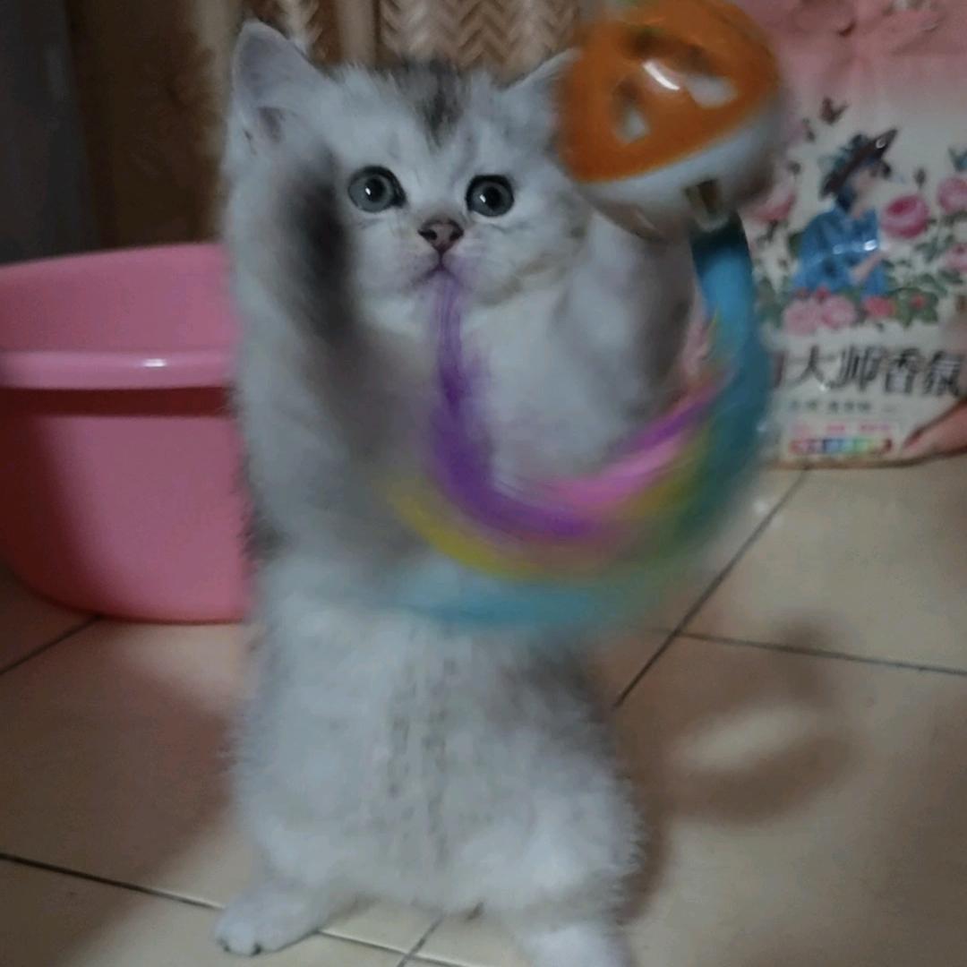 汤圆崽汁
