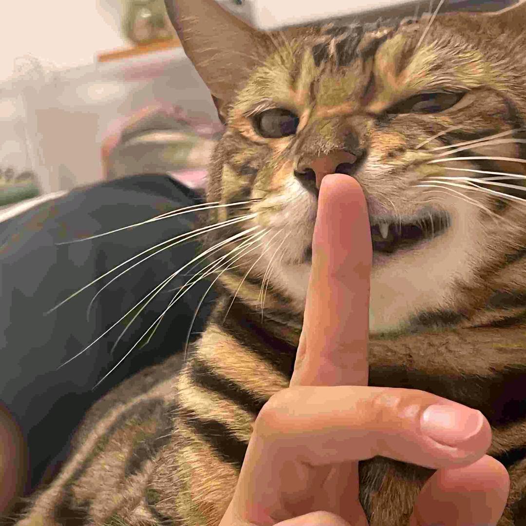 枫林.