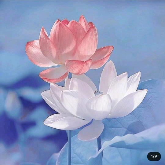 简简单单的生活方式