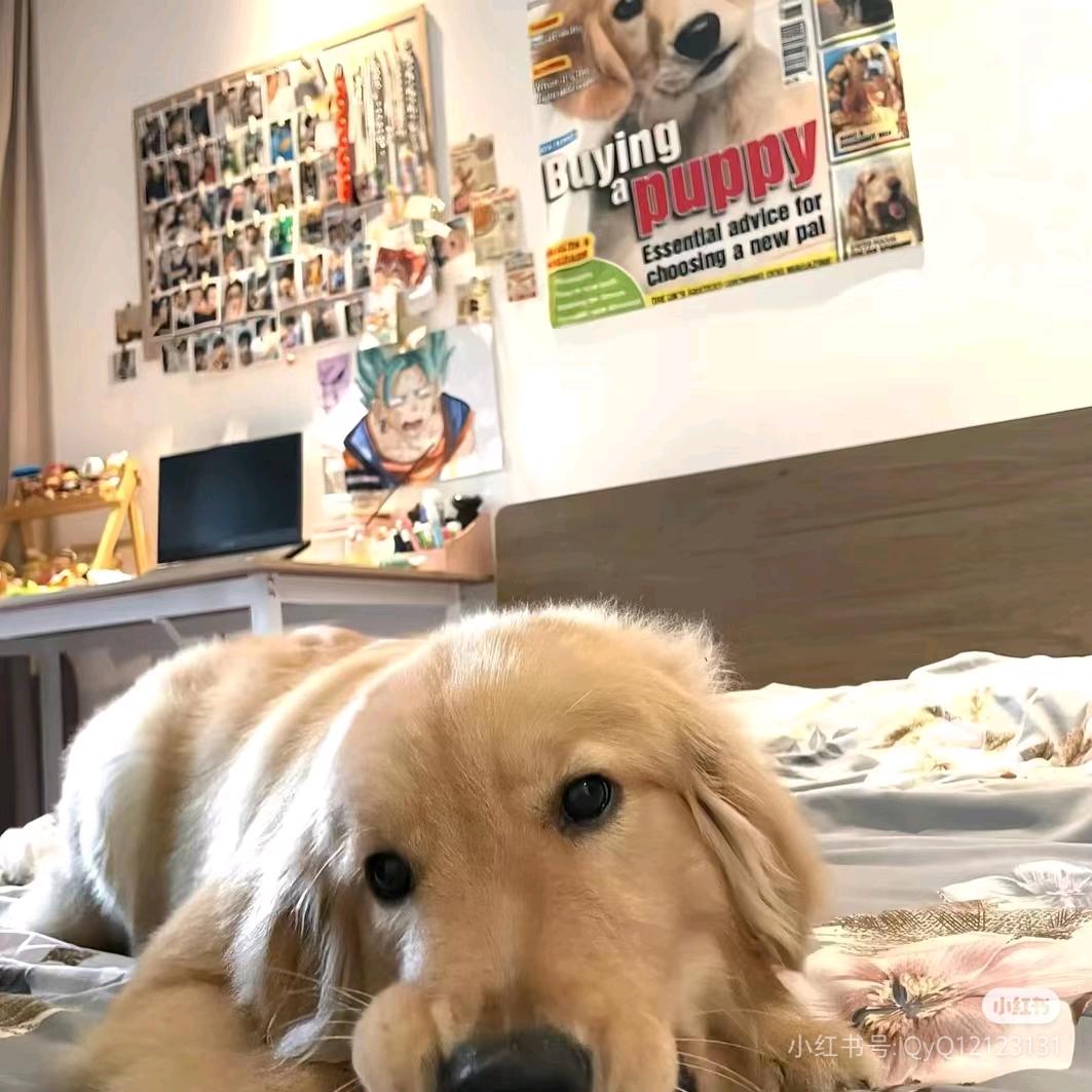 小狗摇尾巴