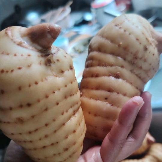 雷家三小姐爱错一个人伤透整颗心