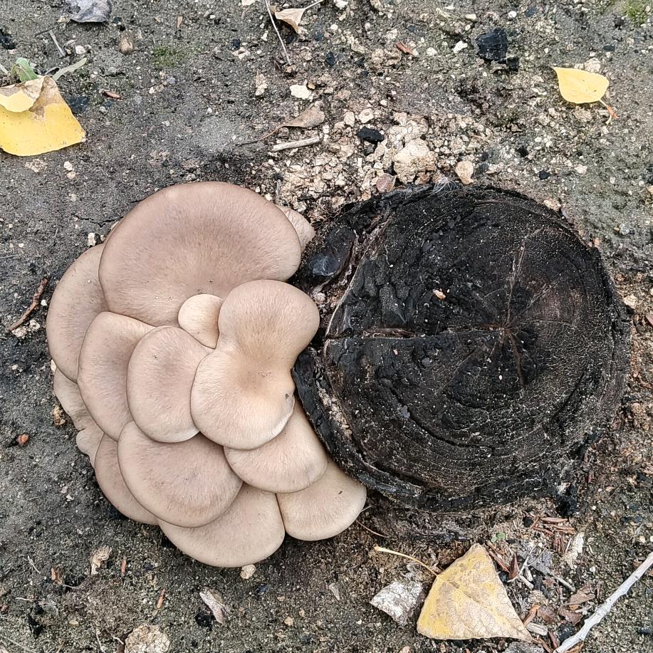 ༻҉ꦼ如ꦿ҉᭄意ꦼ҉༺💓