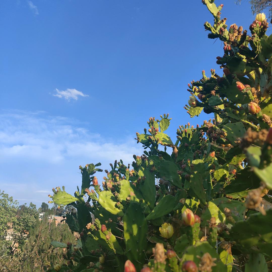 倦鸟飞飞