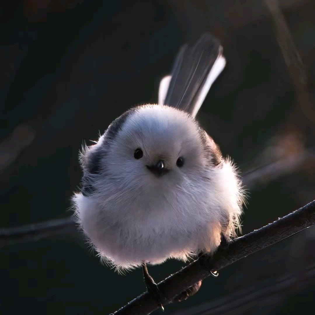 花朵朵和泡大豆