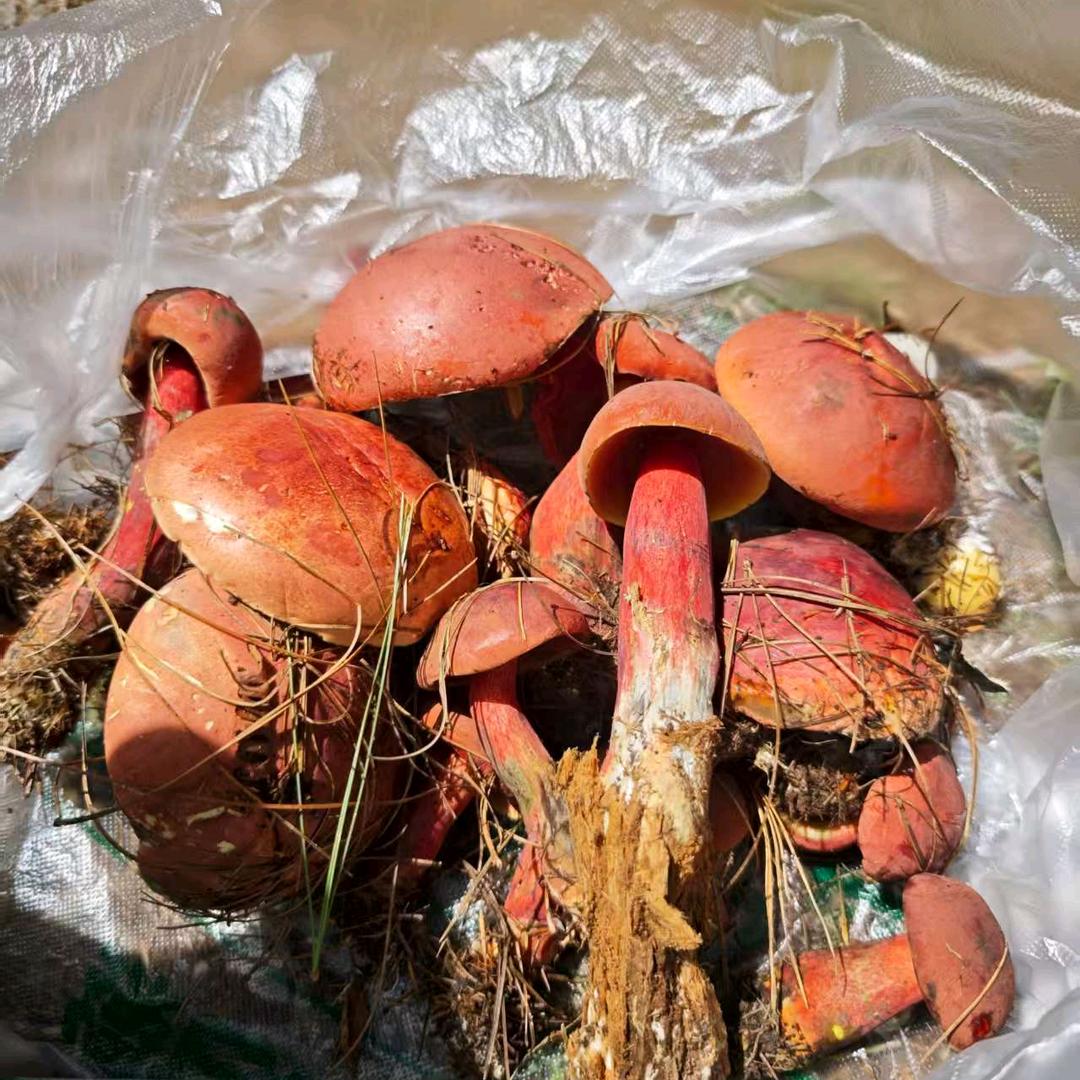 鸡枞野生菌出售
