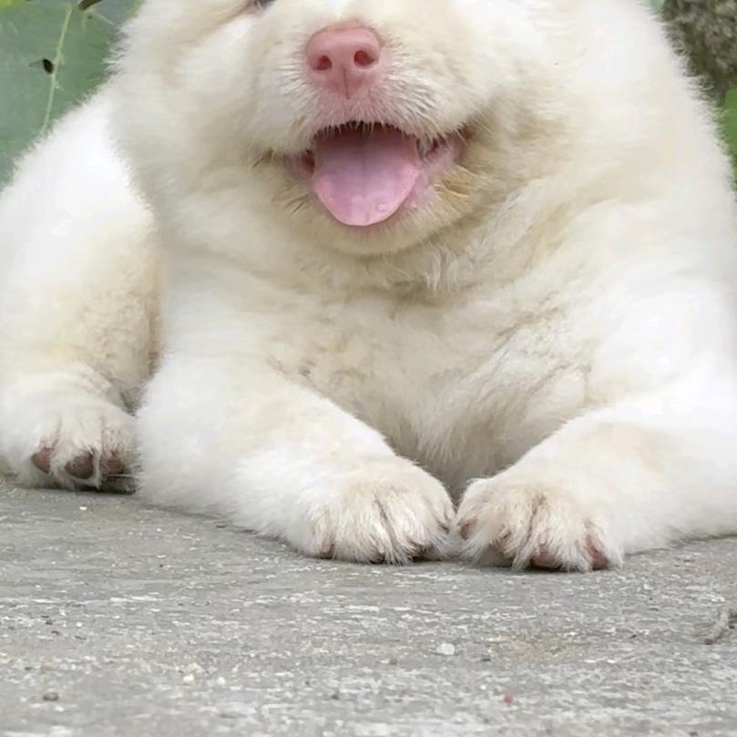 岑溪狗哥养殖场(专业代客寻狗，专业精品