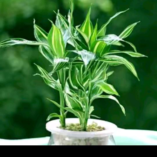 爱财悦己