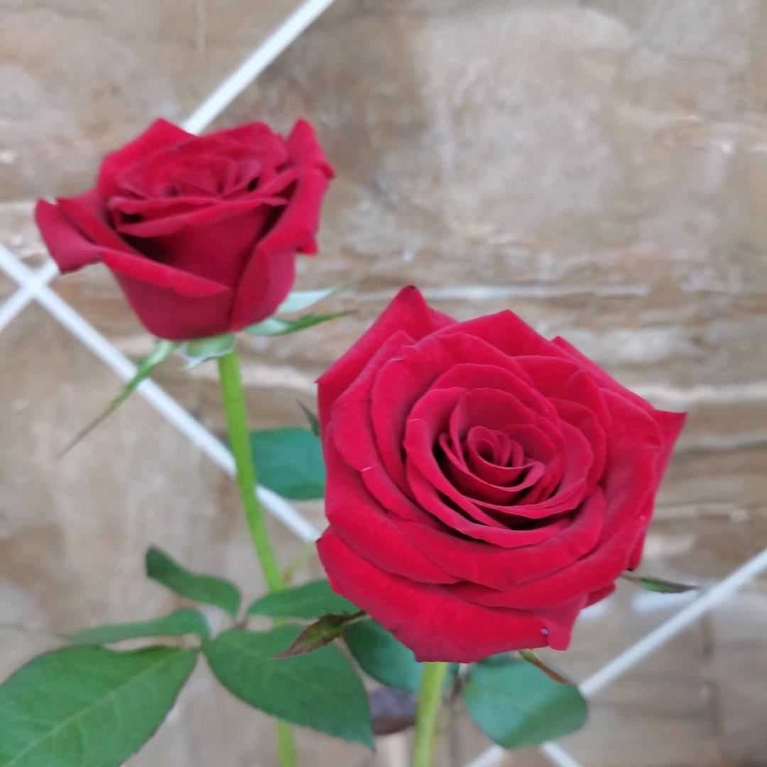 钱姐🍀小儿🌹推✅拿（收徒）