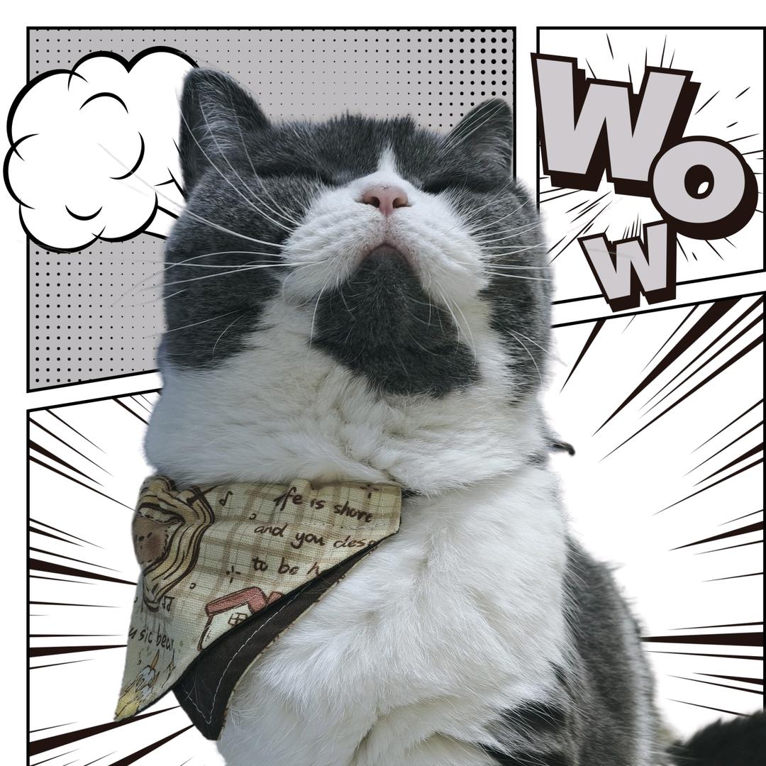 呆呆圣教