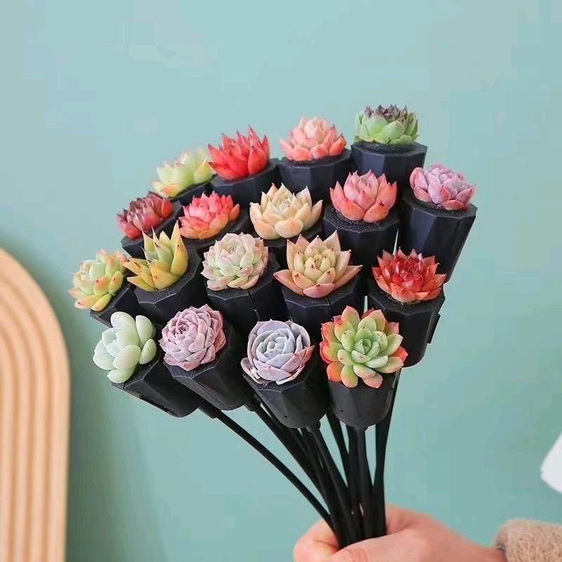 香彩花卉