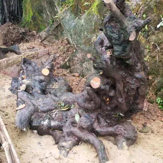 上品金弹子盆景