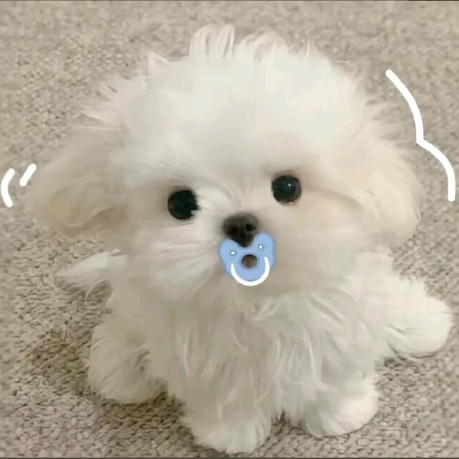 ^ω^ 果