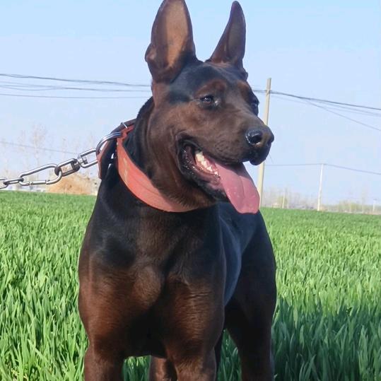 流氓⚆_⚆兔🐇