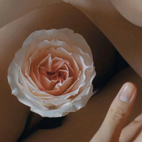 蓝莲花