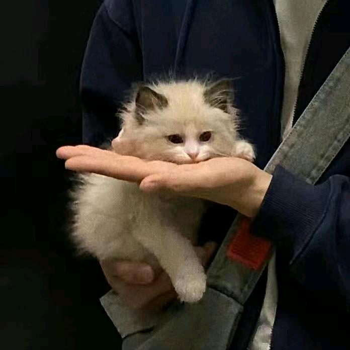 向月的向日葵