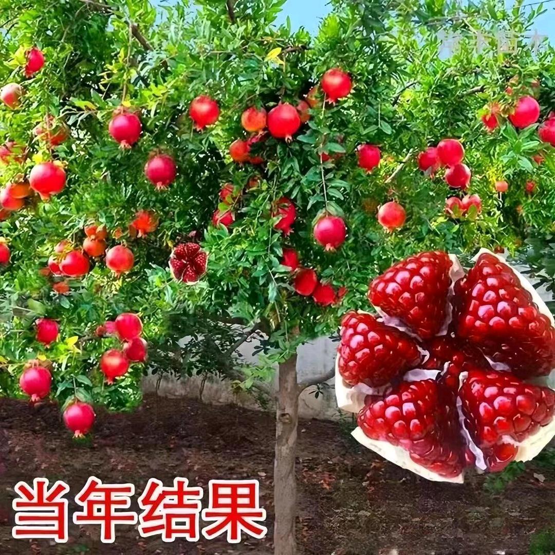 平邑县孔春红苗木购销中心（个人独资）企业店