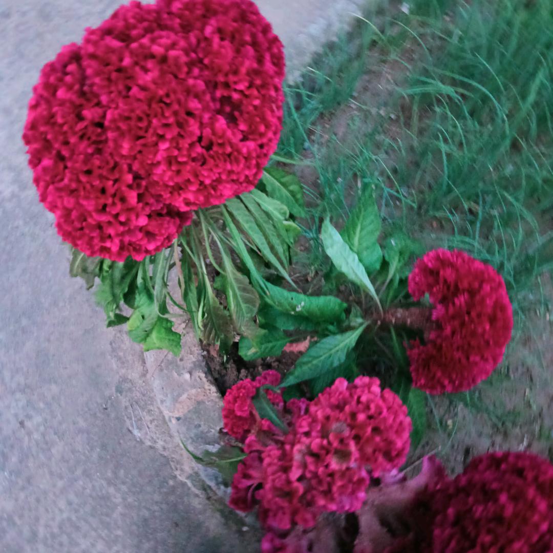 海浪花