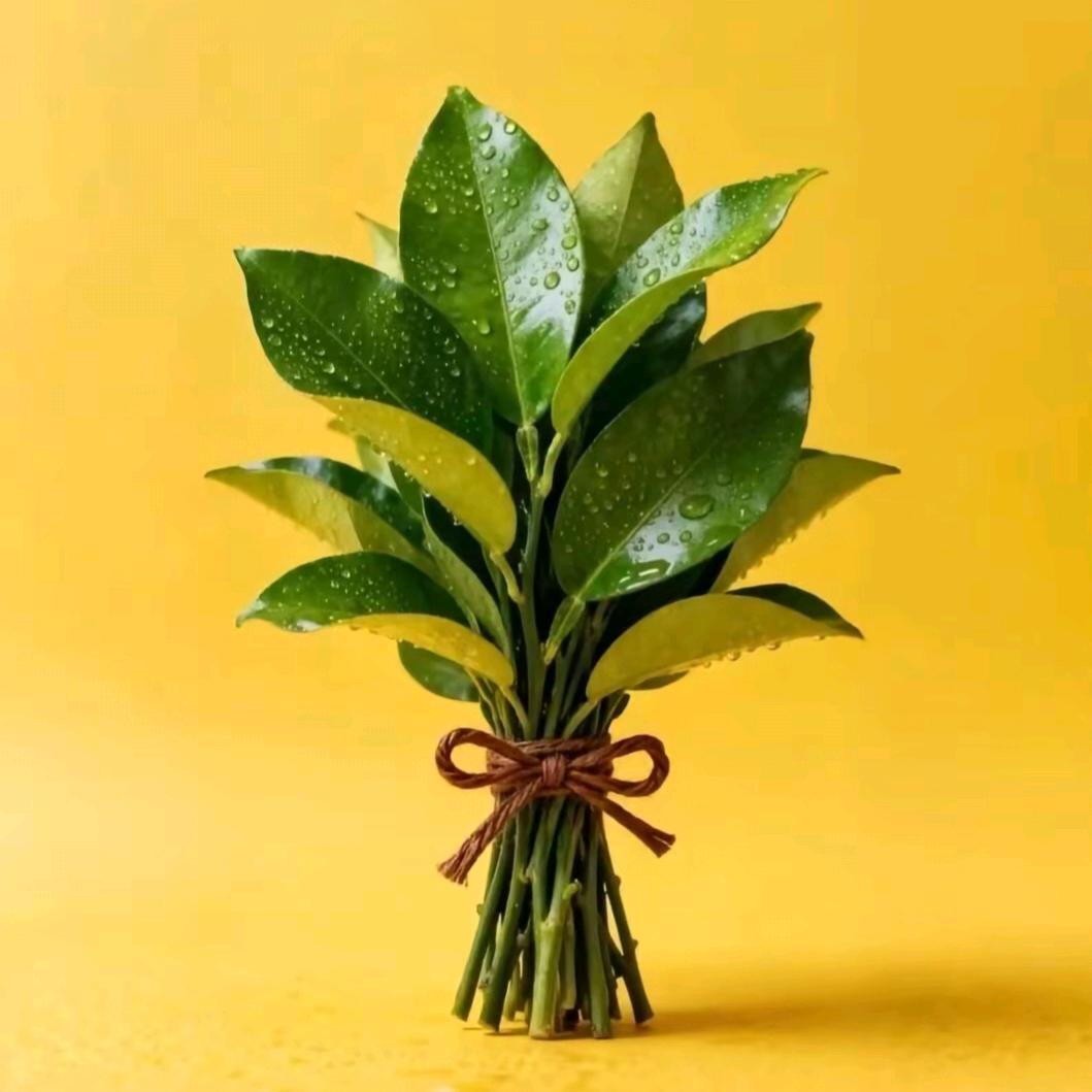 净善🍬（露露）