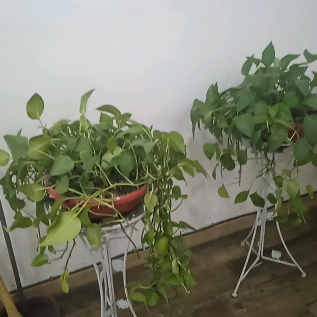 开悟