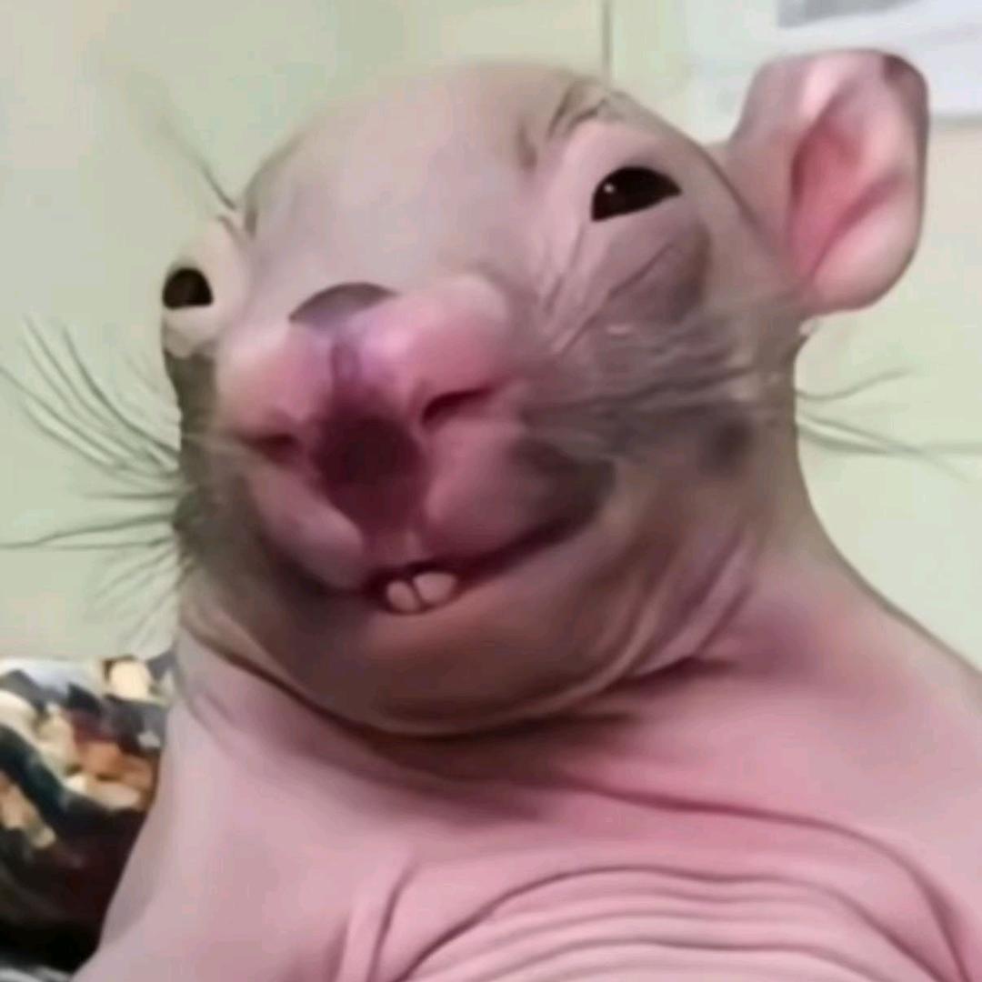 苦力怕
