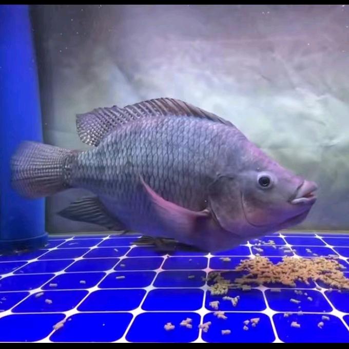 东莞市钓帮手渔具有限公司