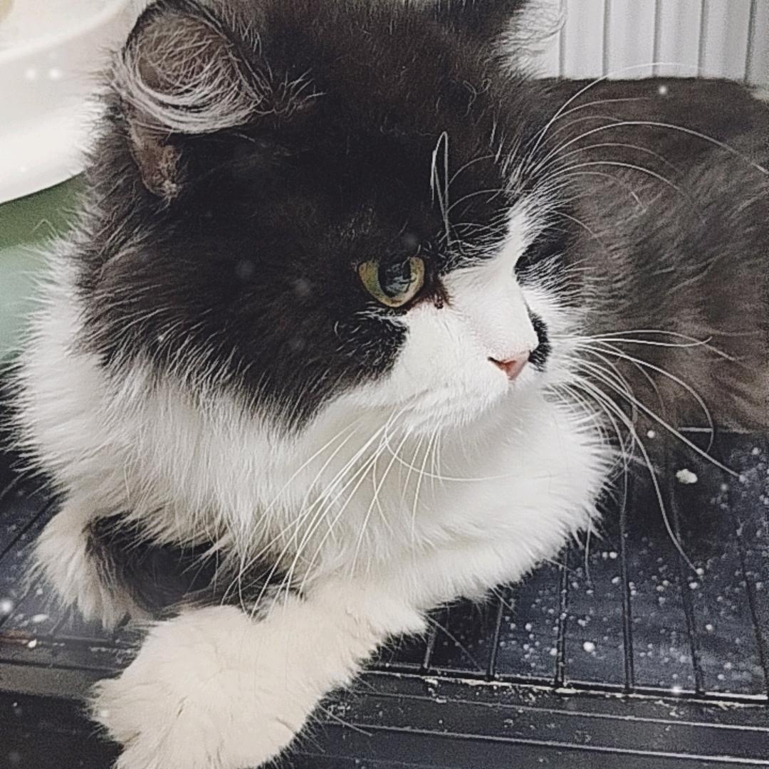 黑猫警长白手套