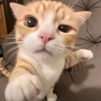 小猫你个人机